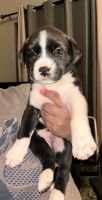 Pitsky Puppies for sale in Pueblo, Colorado. price: $400