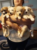 Pitsky Puppies for sale in Sheboygan, Wisconsin. price: $300