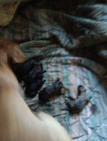 Pitsky Puppies for sale in Rocky Mount, North Carolina. price: $250