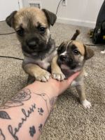 Pitsky Puppies for sale in Kansas City, MO, USA. price: $300