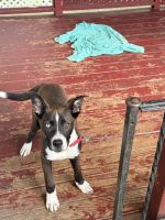 Pitsky Puppies for sale in Utica, NY, USA. price: $1,000