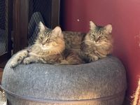 Pixie-bob Cats for sale in Pauls Valley, Oklahoma. price: NA