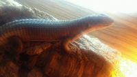 Plated Lizard Reptiles for sale in MD-355, Bethesda, MD, USA. price: $200