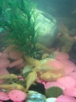Plecostomus Fishes Photos