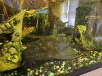 Plecostomus Fishes Photos
