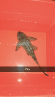 Plecostomus Fishes for sale in New York, New York. price: NA