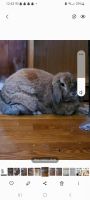 Plush Lop Rabbits for sale in Park Ridge, IL, USA. price: $15