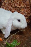 Plush Lop Rabbits Photos