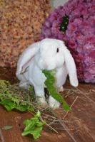 Plush Lop Rabbits Photos