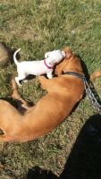 Podenco Andaluz Puppies for sale in Shelby, NC, USA. price: $150