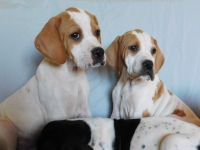 Polish Hound Puppies Photos
