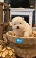 Pomapoo Puppies for sale in West Covina, California. price: $2,800