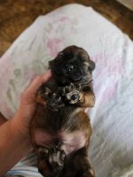 Pomapoo Puppies for sale in Salley, SC 29137, USA. price: $600