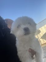 Pomapoo Puppies for sale in Moreno Valley, California. price: $400