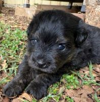 Gorgeous Pomapoo Puppies