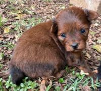 Gorgeous Pomapoo Puppies