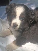 Pomapoo Puppies for sale in Smithfield, VA 23430, USA. price: NA
