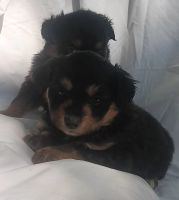 Pomapaoo Mini Aussie Puppies ***