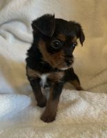 Darling pompapoo-yorki mixed puppies