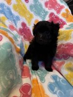 Pomapoo puppy