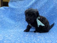 Pomapoo Puppies for sale in La Habra Heights, CA, USA. price: $899