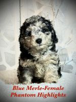 DOODLE POODLE POM PUPPY