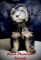 DOODLE POODLE POM PUPPY