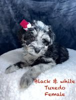 DOODLE POODLE POM PUPPY