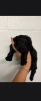 Pomapoo Puppies for sale in Blountville, TN 37617, USA. price: $450