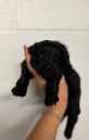 Pomapoo Puppies for sale in Blountville, TN 37617, USA. price: $450