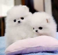 Pomeranian Puppies for sale in 9 E Grange Ave, Manchester M11 4JB, UK. price: 650 GBP
