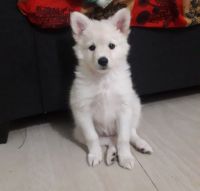Pomeranian Puppies for sale in Pune, Maharashtra, India. price: 3,500 INR