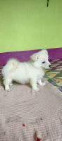 Pomeranian Puppies for sale in Bhatpara, West Bengal, India. price: 9,000 INR