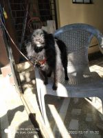 Pomeranian Puppies for sale in Bhopal, Madhya Pradesh, India. price: 10000 INR