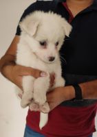 Pomeranian Puppies for sale in Pune, Maharashtra, India. price: 5,000 INR