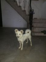 Pomeranian Puppies for sale in Karnal, Haryana, India. price: 2500 INR