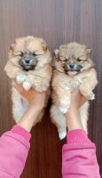 Pomeranian Puppies for sale in New Delhi, Delhi, India. price: 20,000 INR