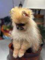Pomeranian Puppies Photos