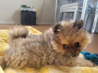 Pomeranian Puppies for sale in Colorado Springs, CO, USA. price: $1,800