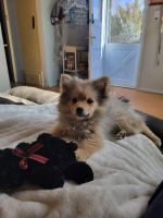 Pomeranian Puppies for sale in Colorado Springs, CO, USA. price: $1,400