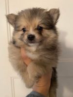 Pomeranian Puppies for sale in North St. Paul, Minnesota. price: $850