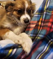 Pomeranian Puppies for sale in Brookville, OH 45309, USA. price: $300