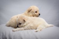Pomeranian Puppies for sale in Honolulu, Hawaii. price: $2,000