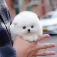 Pomeranian Puppies for sale in San Jose, California. price: $1,000