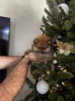 Pomeranian Puppies for sale in West Palm Beach, Florida. price: $2,995
