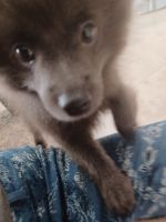 Pomeranian Puppies for sale in Palm Bay, Florida. price: $1,500