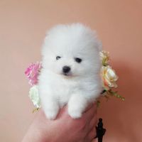 Pomeranian Puppies for sale in Sydney, New South Wales. price: NA