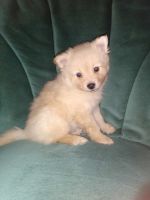 Pomeranian Puppies for sale in Coldwater, MI 49036, USA. price: $90,000