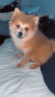 Pomeranian Puppies for sale in Tyler, Texas. price: $2,000