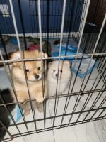 Pomeranian Puppies for sale in Cape Coral, Florida. price: $2,500